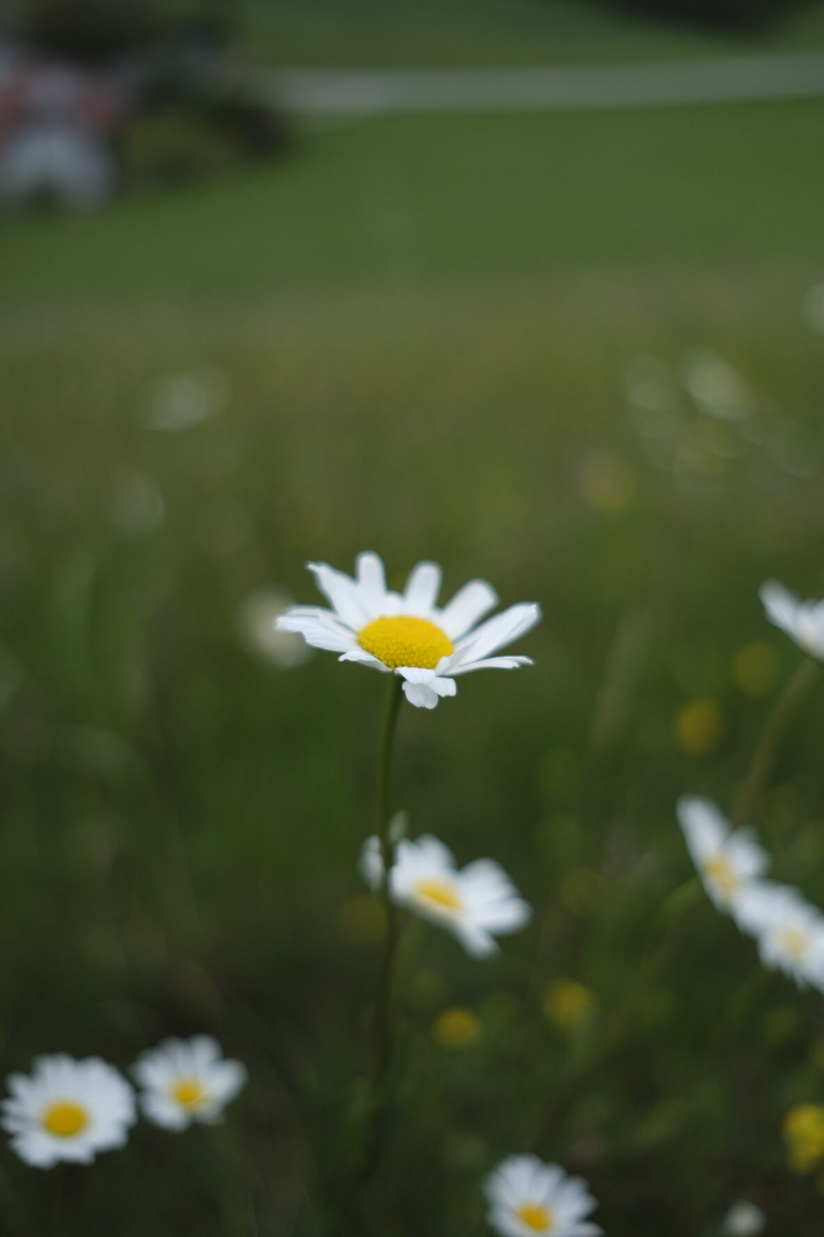 eine wiesenmagerite