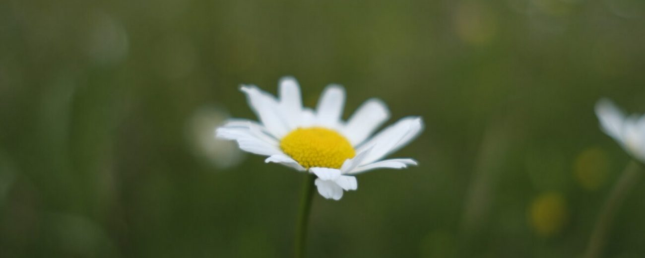 eine wiesenmagerite