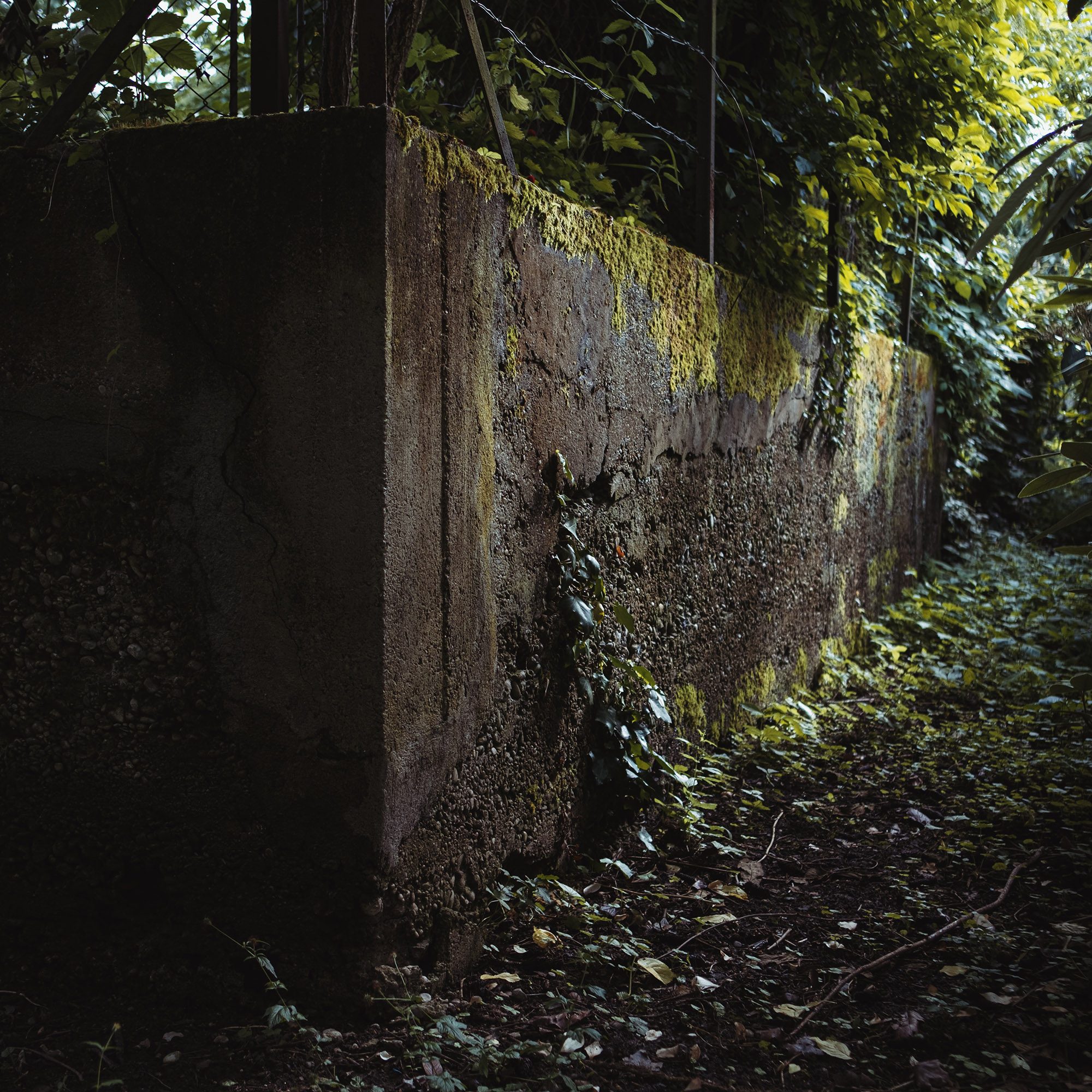 Moosbedeckte Betonmauer in schattiger Gasse, umgeben von wildem Grün und Vegetation.