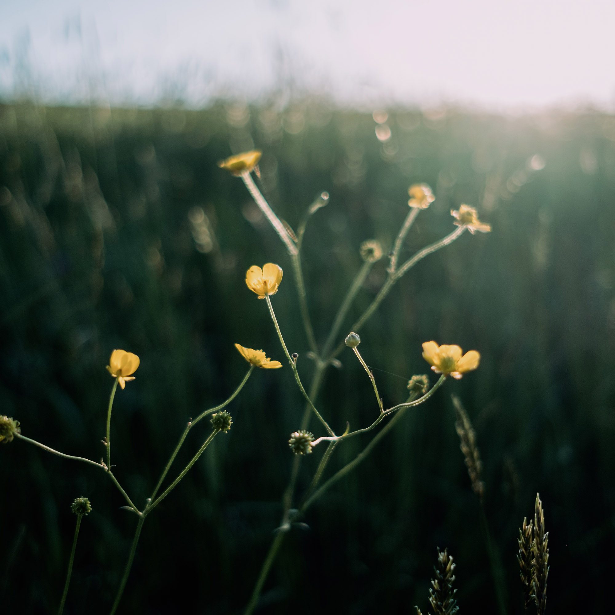 Kleine gelbe Blüten mit Knospen auf grünen Stielen in einem verschwommenen Grünfeld bei Tageslicht.