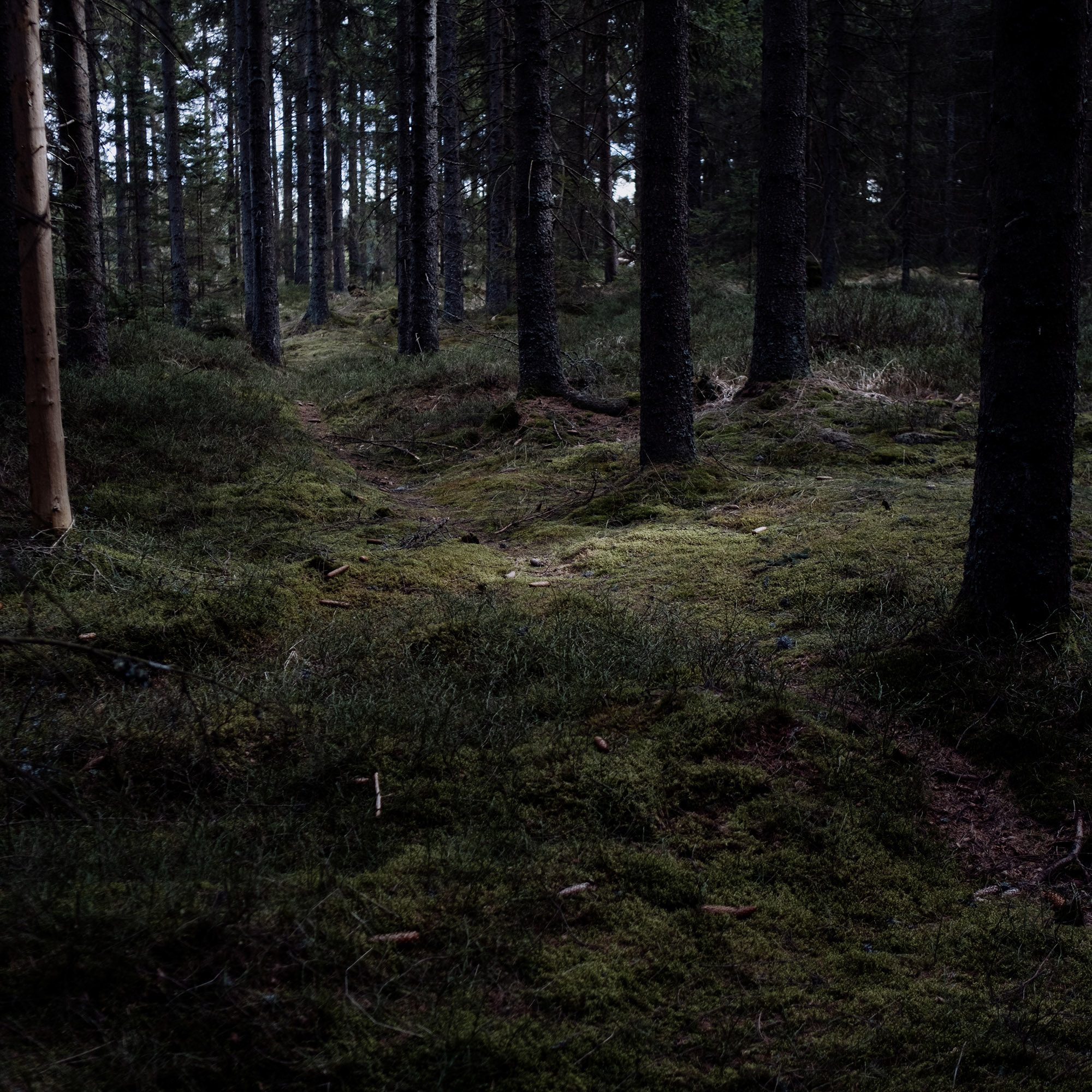 Dichter Nadelwald mit moosbedecktem Waldboden, dunklen Baumstämmen und spärlichem Lichteinfall.
