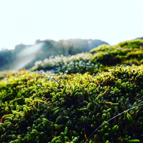 Moss