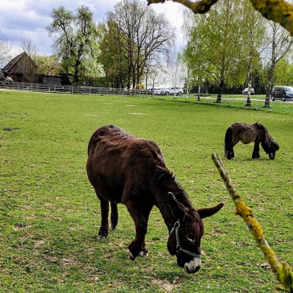donkey