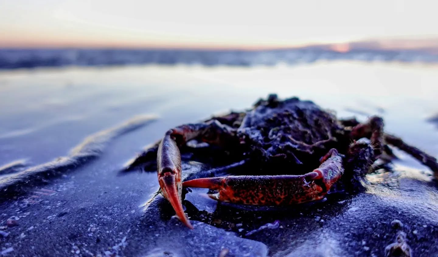 Mr. Crab?