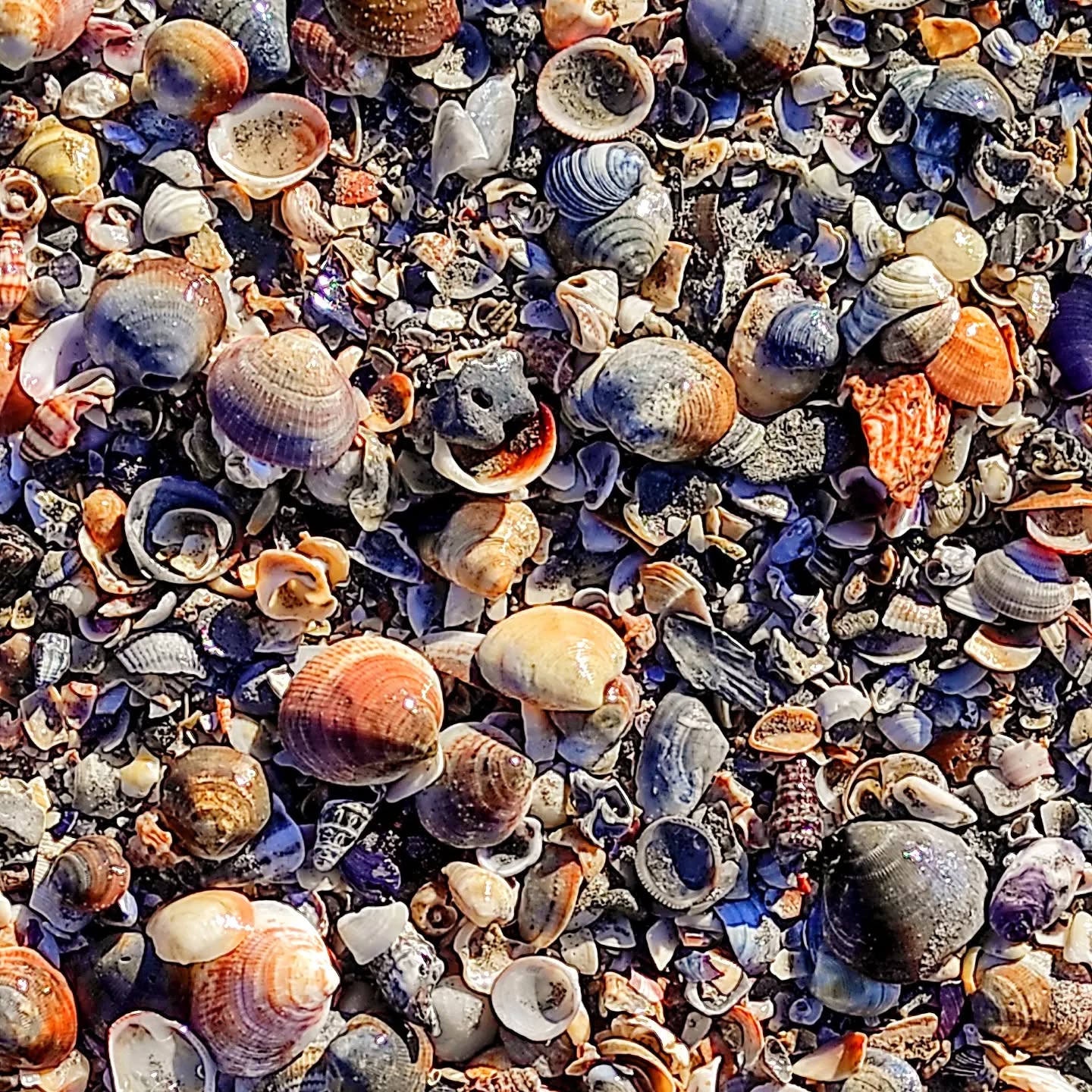 She sells seashells