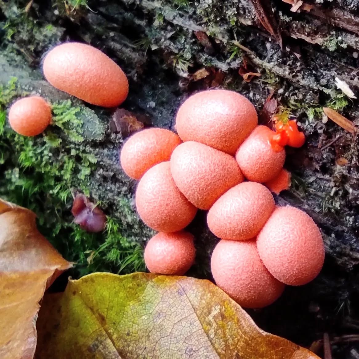 fungi
