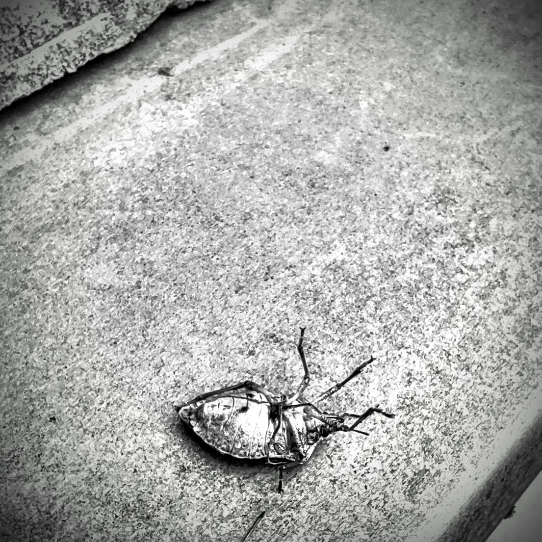 Now shes dead and lovely...