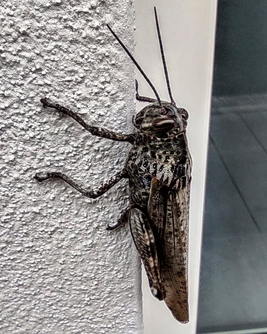 Critter