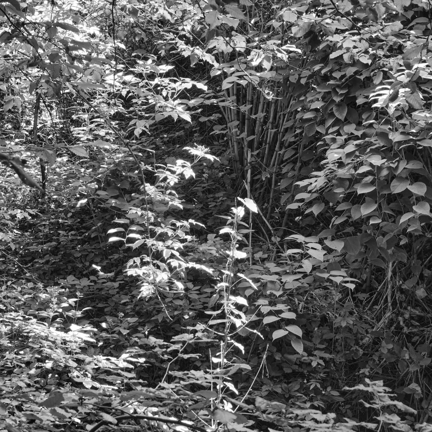 undergrowth