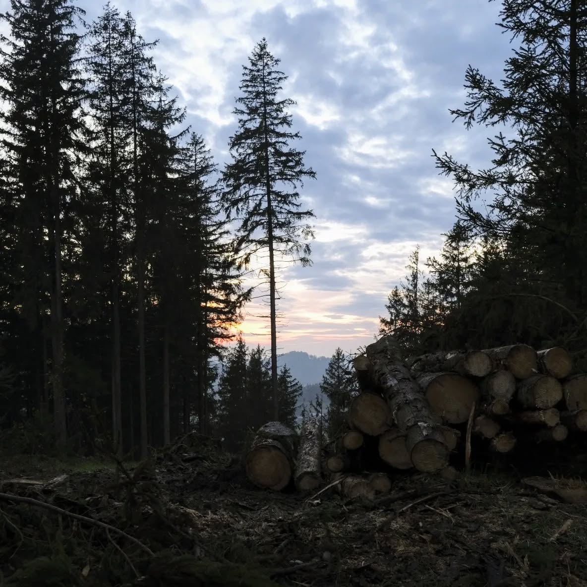 Sonntag