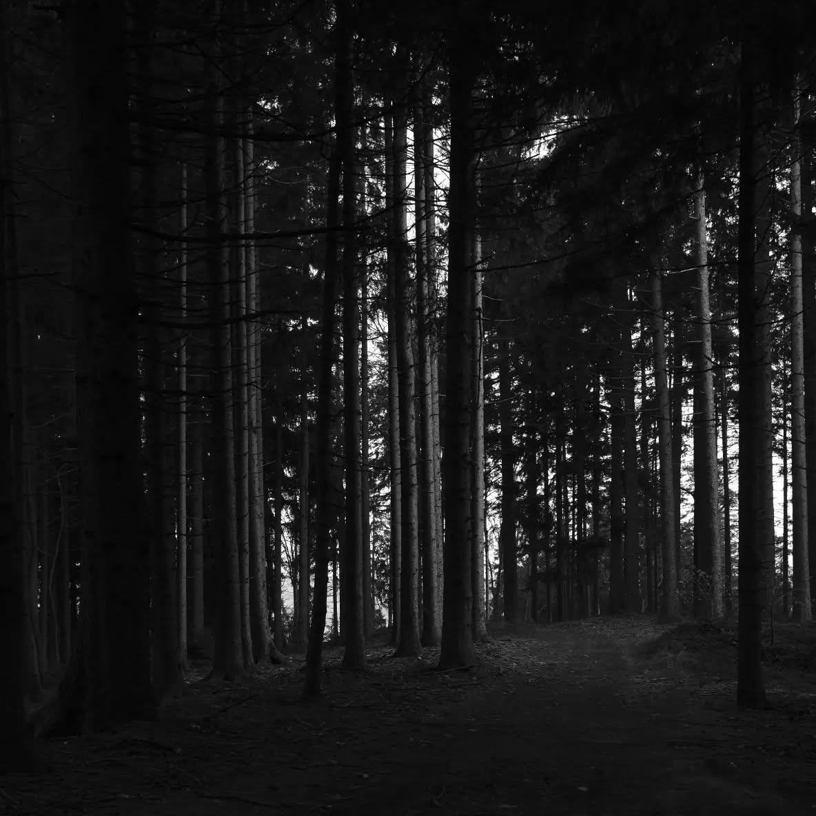 Wald