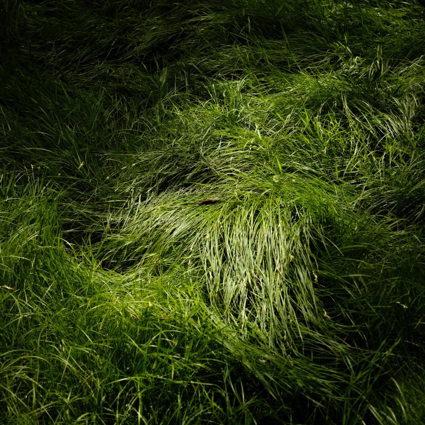 grün