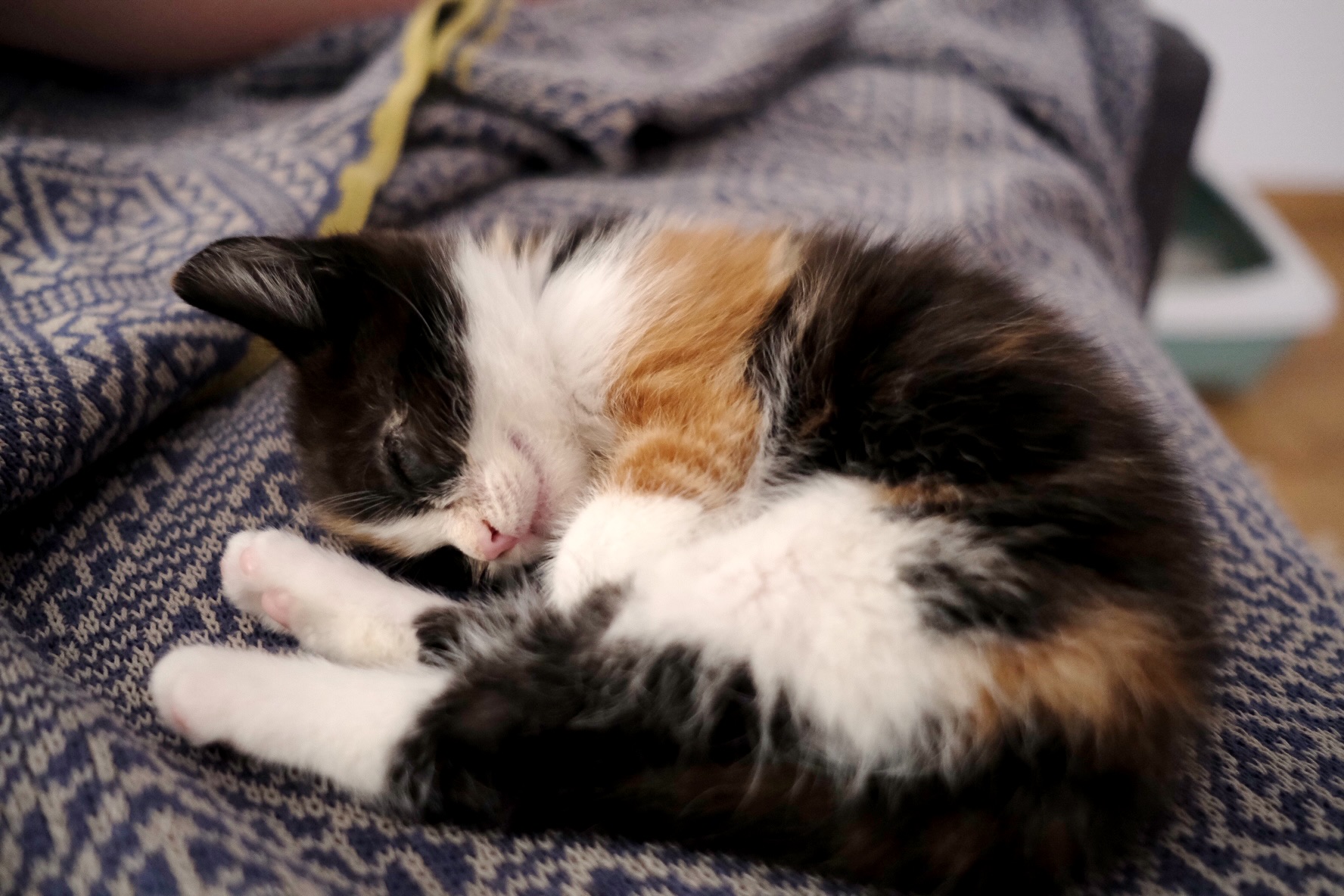 meet cilli/chilli/bob