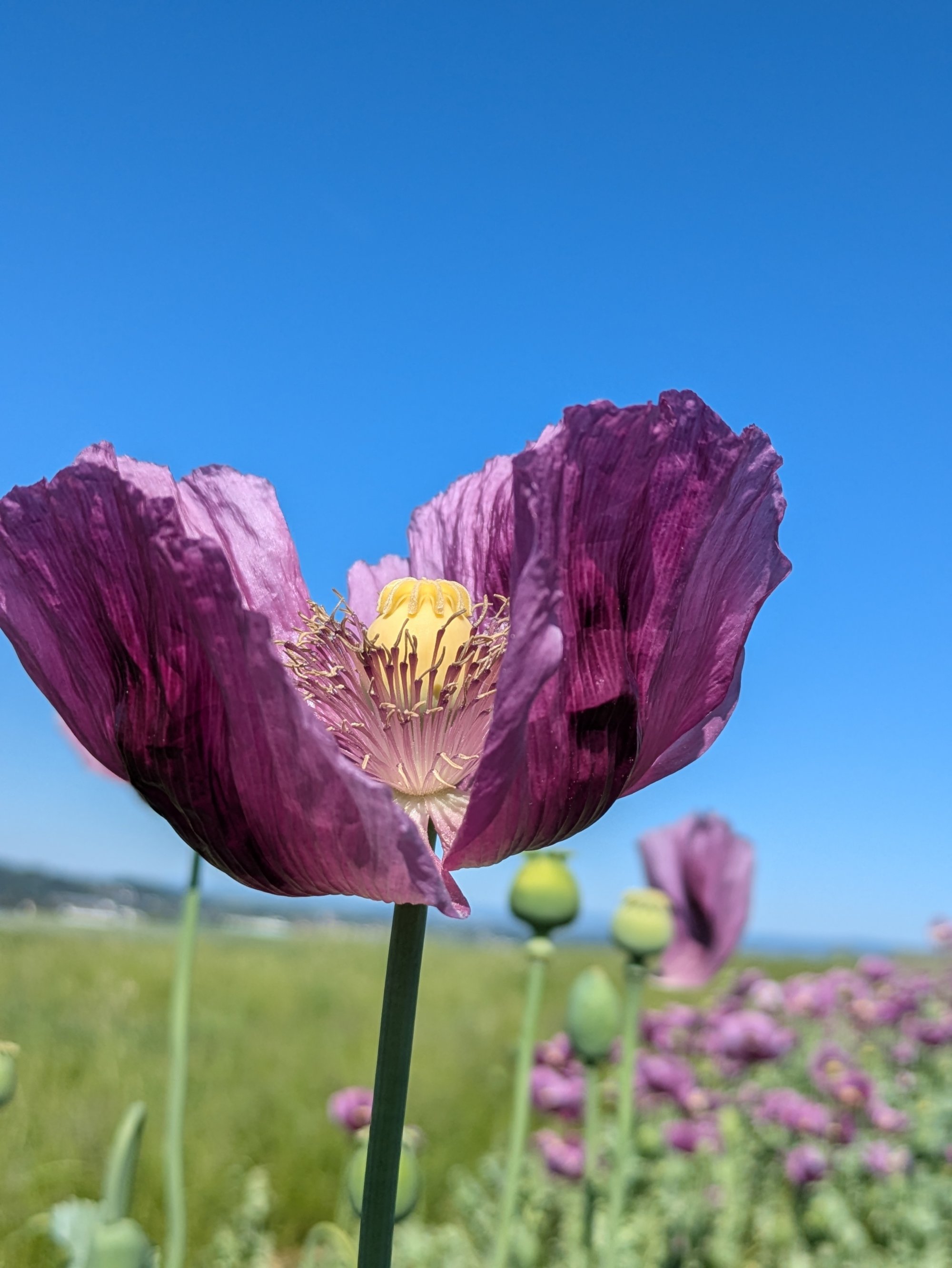 mohn #fromwhereiride