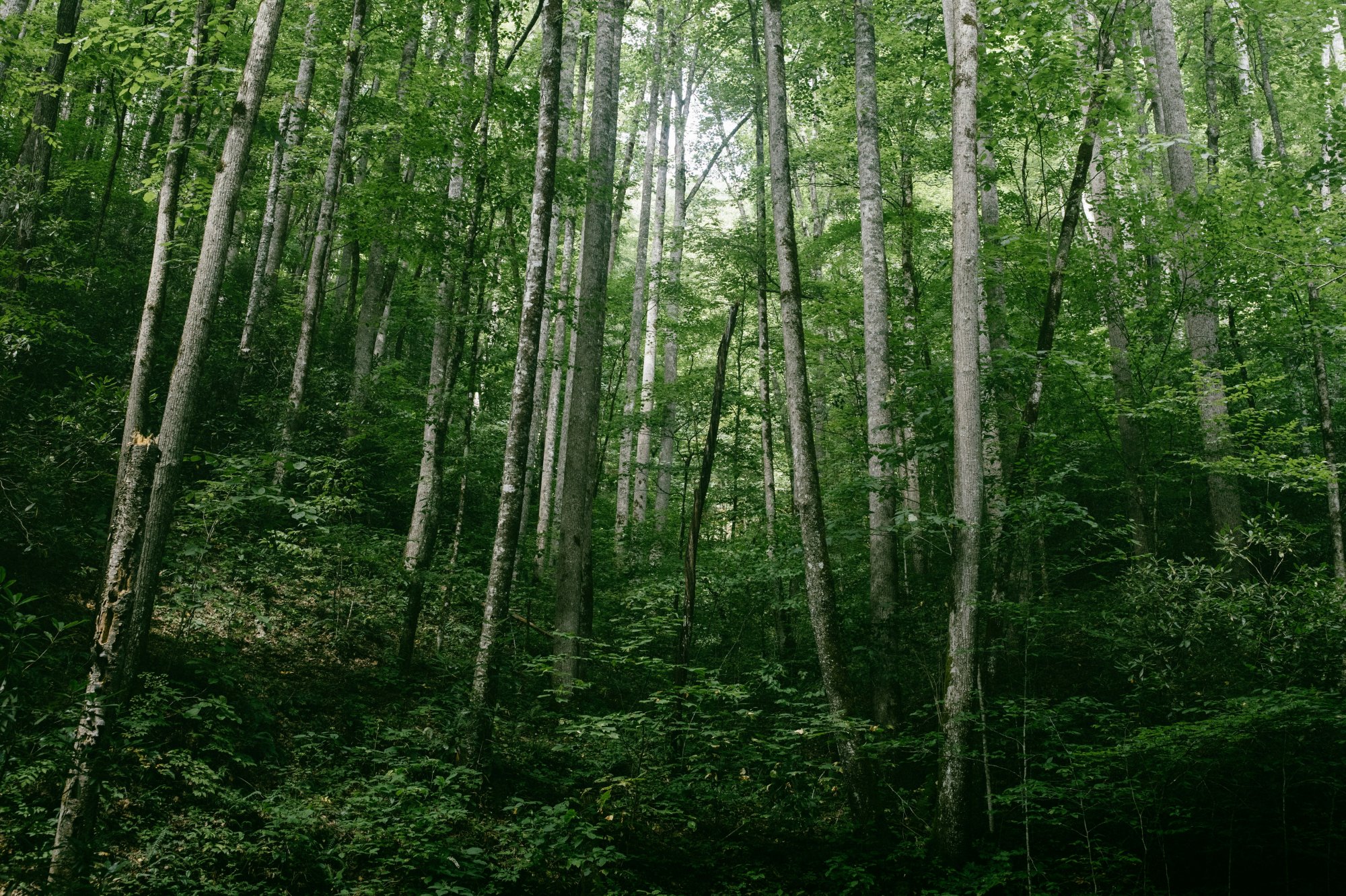 Foto von Wes Hicks auf Unsplash